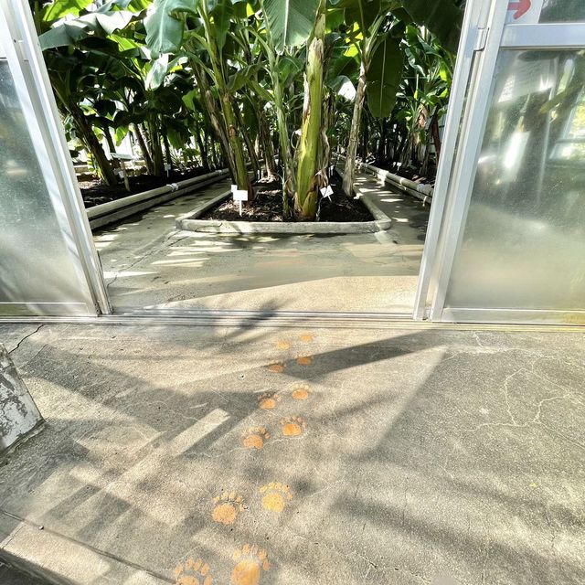 ジャングル気分が楽しめる熱川バナナワニ園