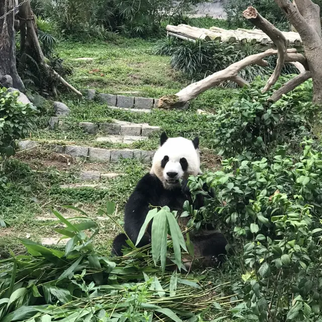 澳門熊貓館  