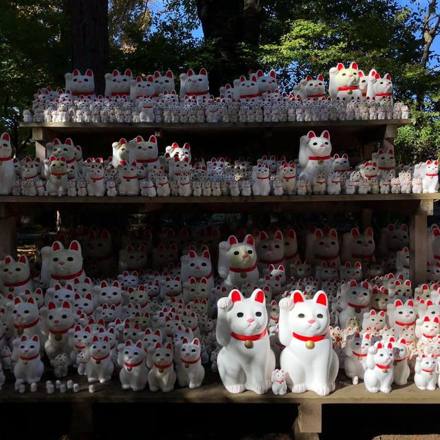 滿滿招財貓🐱日本必去豪徳寺