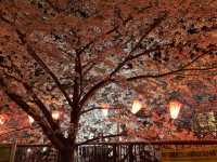 【東京】夜桜ライトアップの名所🌸目黒川の桜並木