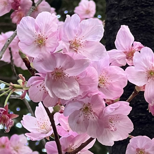 【東京】東京のど真ん中にある自然豊かな公園