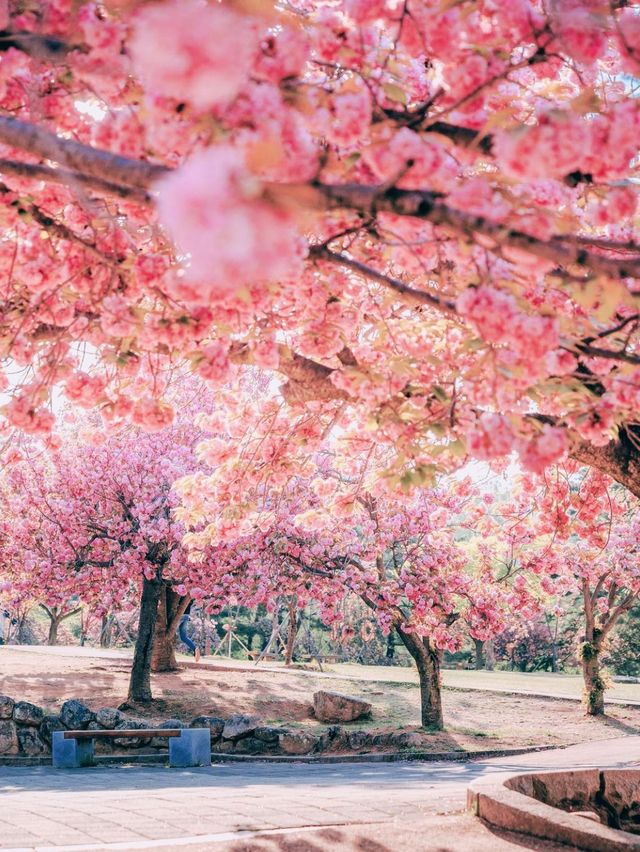 불국사의 봄 🌸 불국사의 봄 🌸