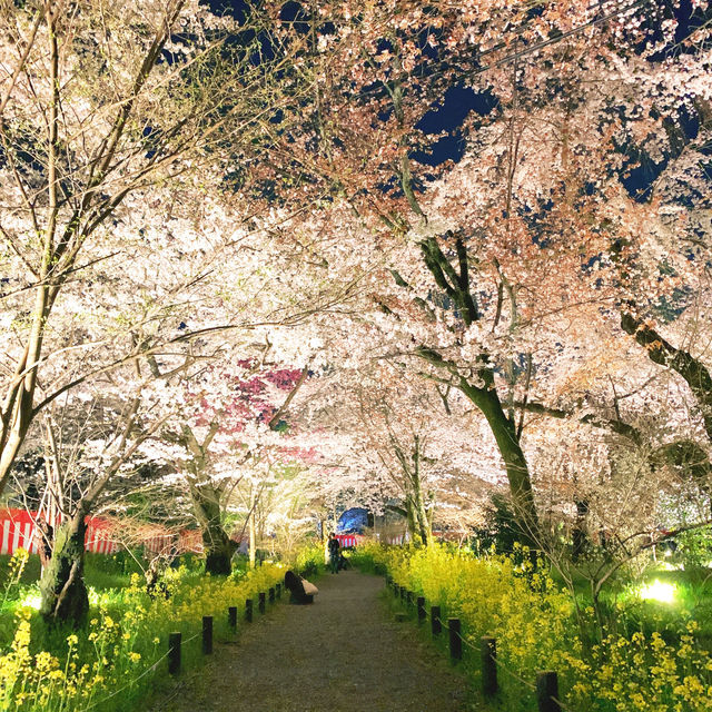 【京都】京都らしらを感じる桜の名所🌸