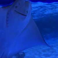 近距離欣賞海底世界的水族館！