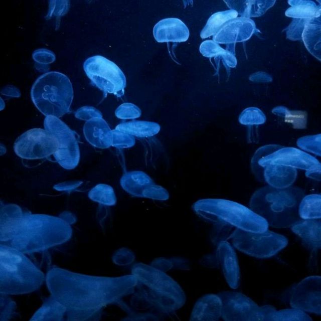 The Jelly Fish and Deep Ocean Marine Life