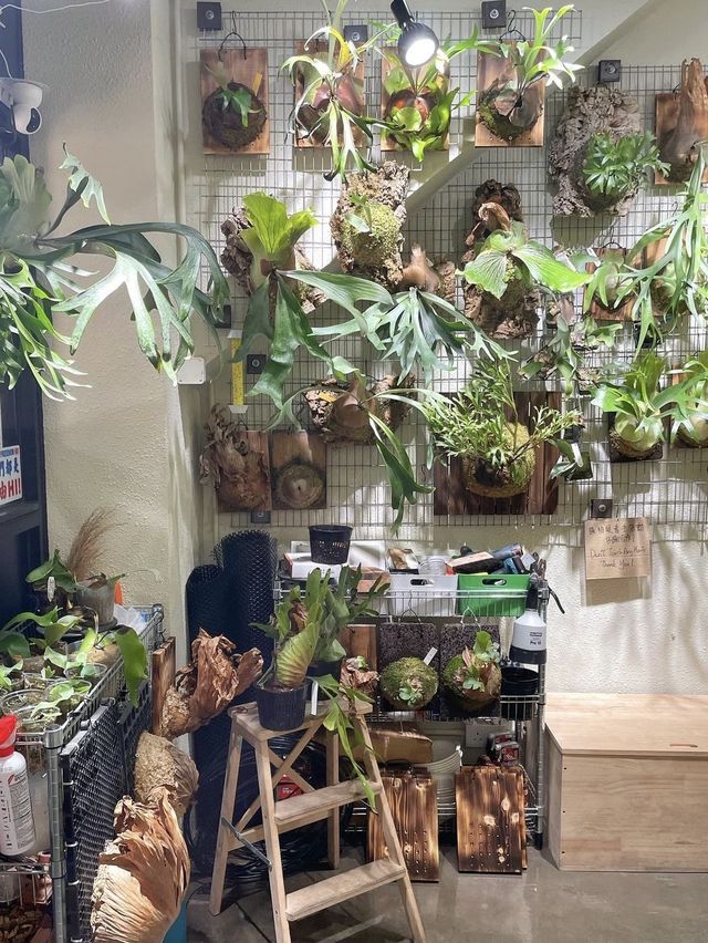 長洲超特別植物餐廳🌳 特色陳皮咖啡☕️