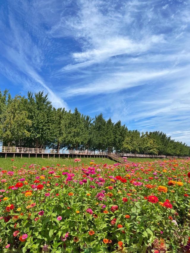 아산 곡교천에 백일홍이 피었어요 💐