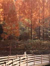붉게 물든 메타세콰이어 나무가 쭉 뻗어있는 장태산자연휴양림 🍁