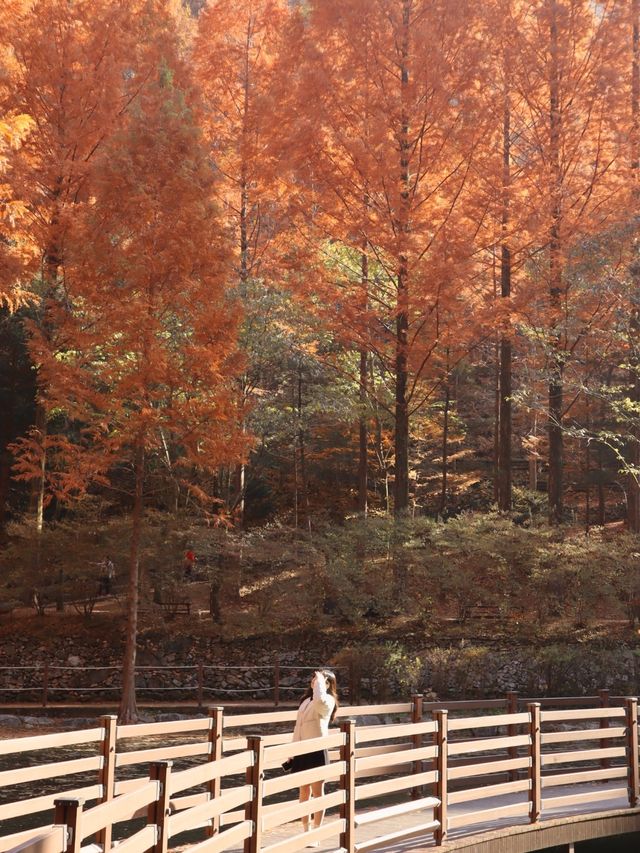 붉게 물든 메타세콰이어 나무가 쭉 뻗어있는 장태산자연휴양림 🍁