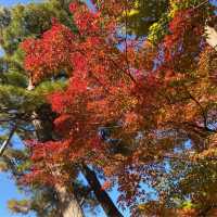 銀閣寺🍁