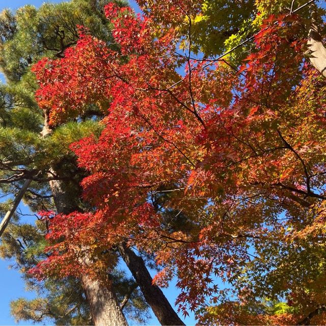 銀閣寺🍁