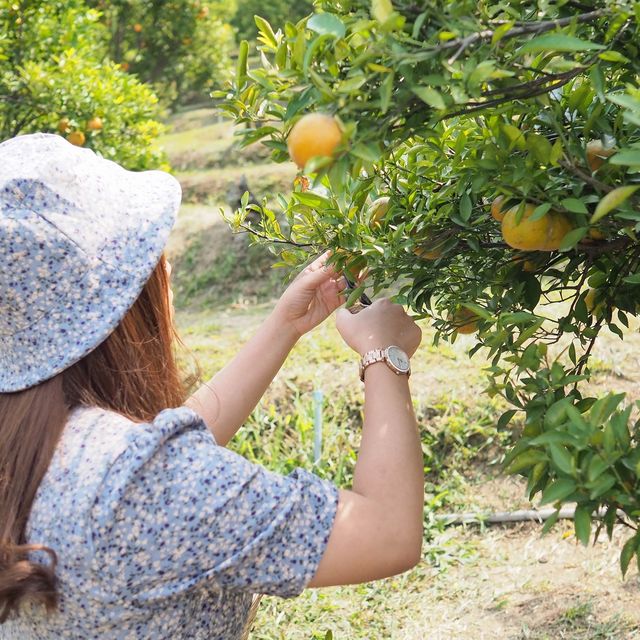 สวนส้มจินจู 🍊