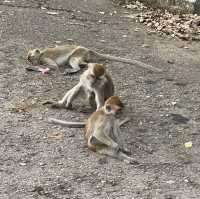 Bukit Shahbandar Forest Recreation Park 