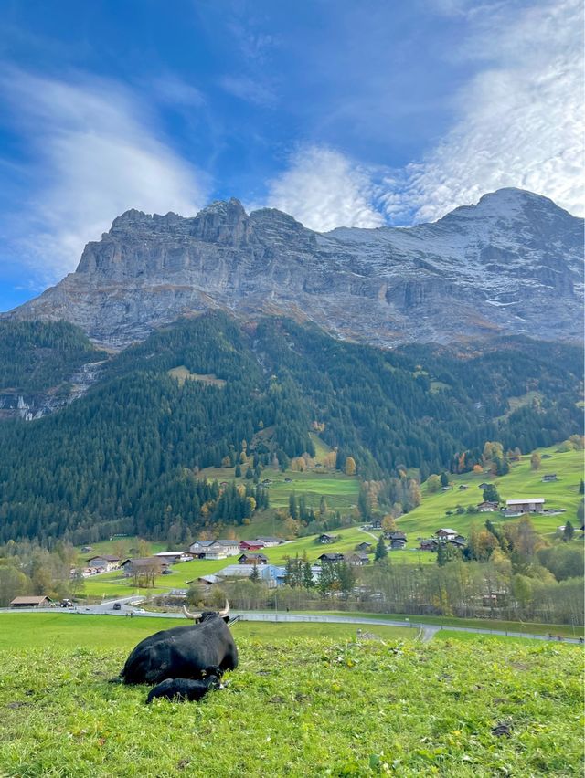 🇨🇭그린델발트에 숙소를 잡아야 하는 이유✨💚