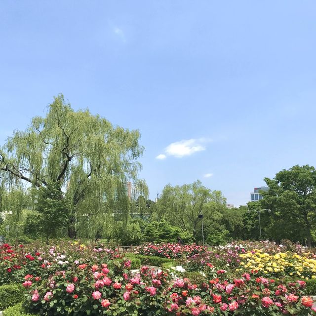 포근한 5월은 장미의 계절🌹