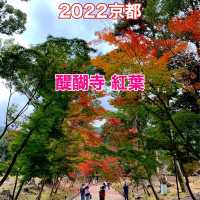 京都紅葉2022  醍醐寺の紅葉に感動