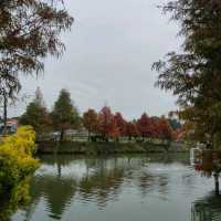 季節限定的美景-嘉義迷霧松境
