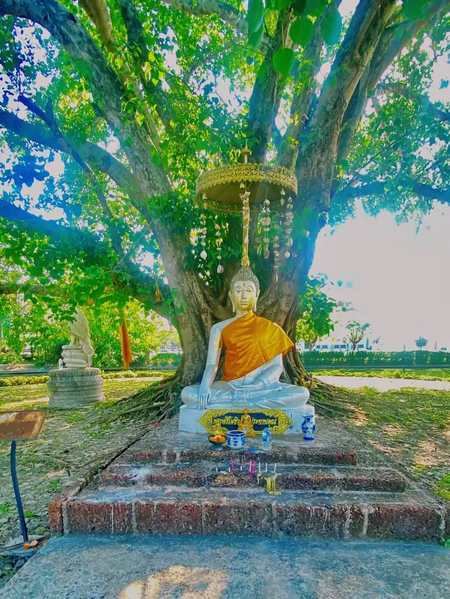 ต้นพระศรีมหาโพธิ | วัดพระศรีมหาธาตุ|กรุงเทพมหานคร