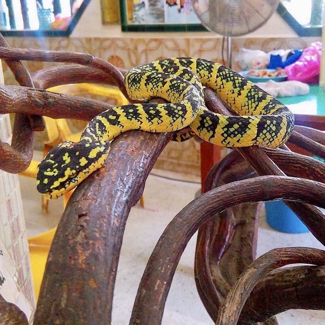 Snake Temple - Penang, Malaysia