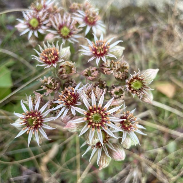 Summer Bloom