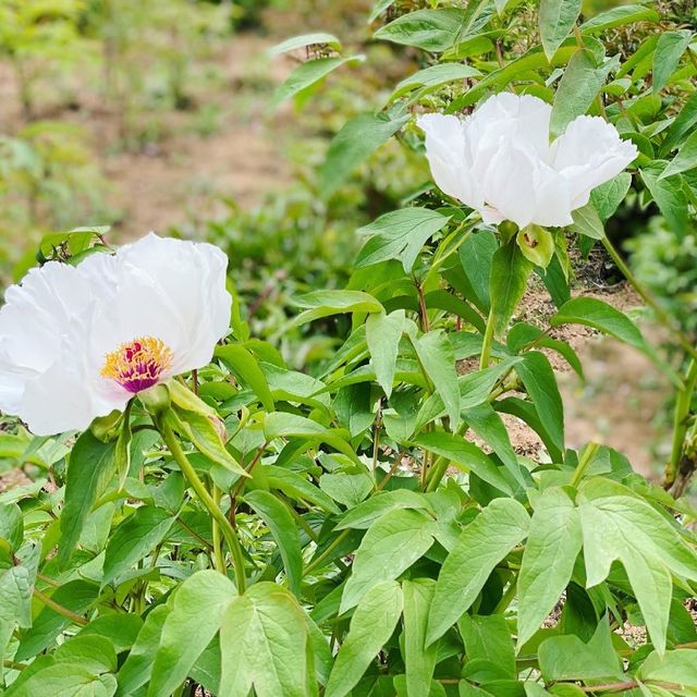 Peony Garden in spring