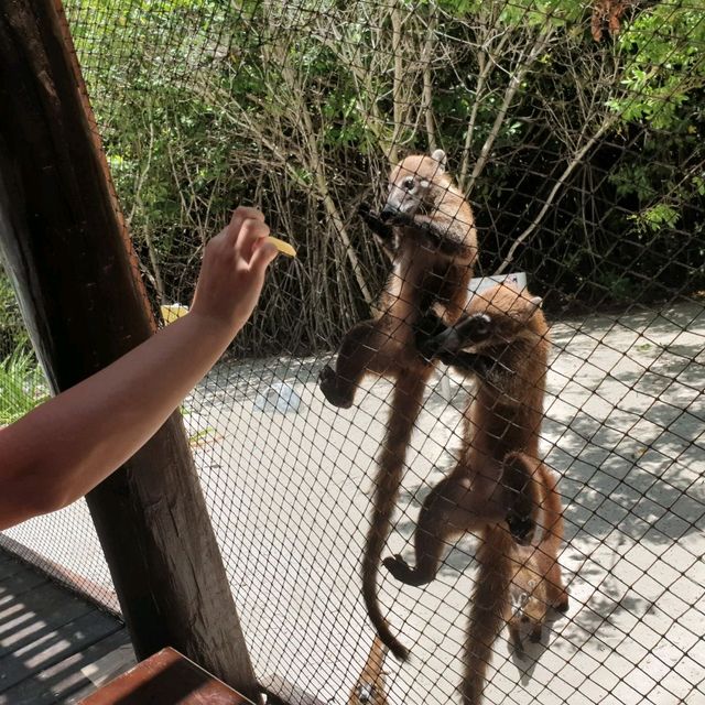 Animals at the resort 