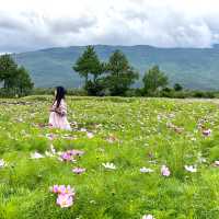 Tinghua Valley💐