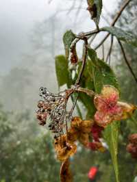 Winter Hike in Chengdu's Nanbao Mountain