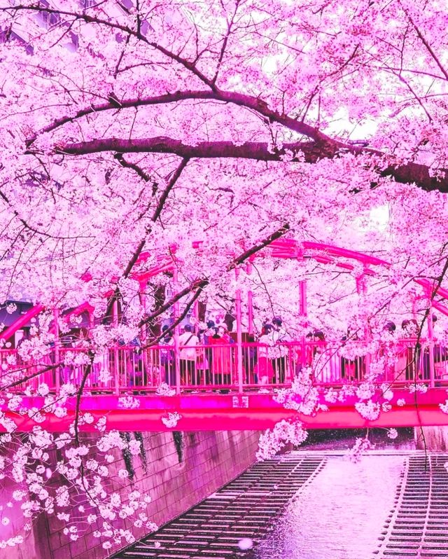 In 2023, continue the cherry blossom fate in Japan with the most comprehensive cherry blossom viewing guide!