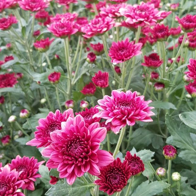 เที่ยวสวนดอกไม้​🌷🌻 