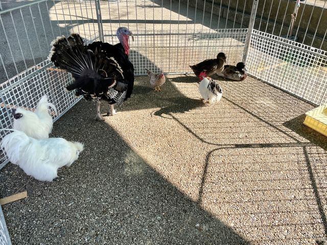 岐阜県🐏🐔💓【移動動物園　プチZOO】