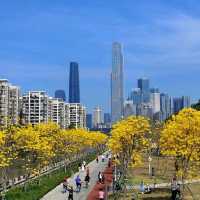 磨碟沙公園－黃花風鈴木