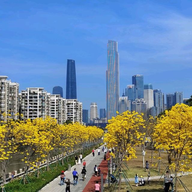 磨碟沙公園－黃花風鈴木