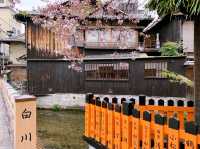 京都　KYOTO SAKURAめぐり❗️祇園白川の桜に感動❗️