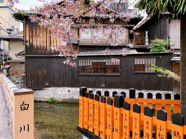 京都　KYOTO SAKURAめぐり❗️祇園白川の桜に感動❗️