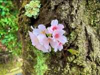 京都　SAKURA 桜めぐり❗️勧修寺の桜に感動❗️