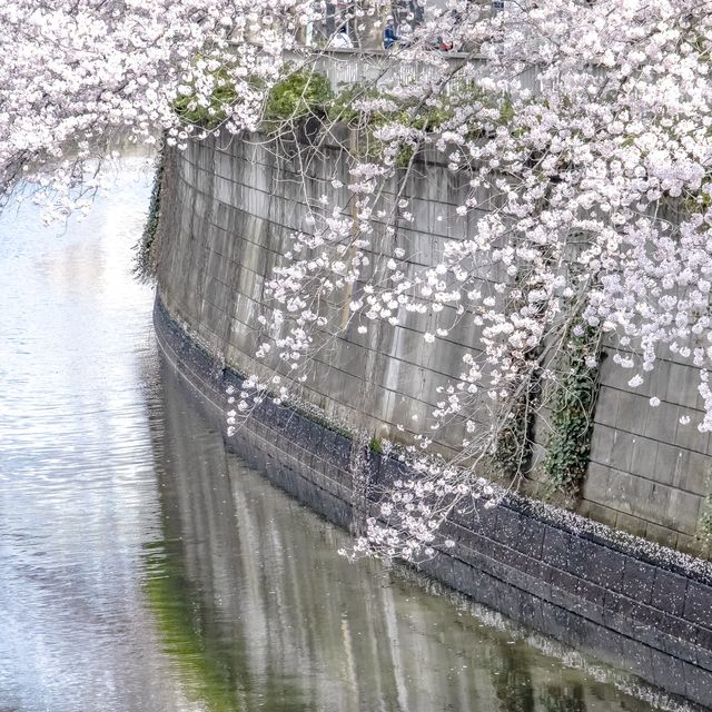 目黒川不動前付近からの景色