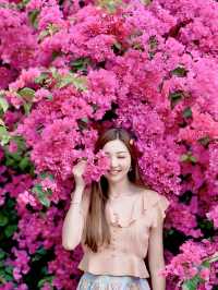 🌺黃金海岸—勒杜鵑小花海🌺