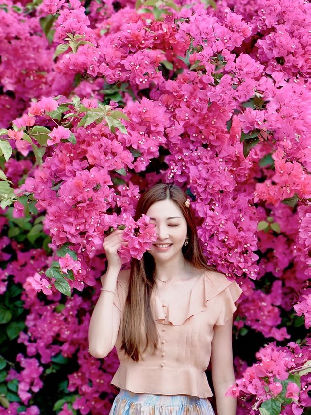 🌺黃金海岸—勒杜鵑小花海🌺