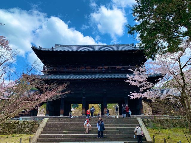 京都　SAKURA 桜めぐり❗️南禅寺の桜に感動❗️