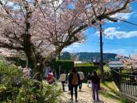 京都　SAKURA 桜めぐり❗️哲学の道の桜に感動❗️