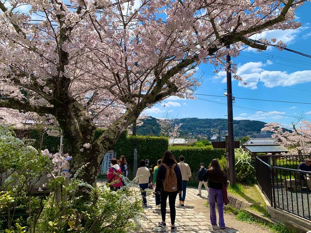 京都　SAKURA 桜めぐり❗️哲学の道の桜に感動❗️