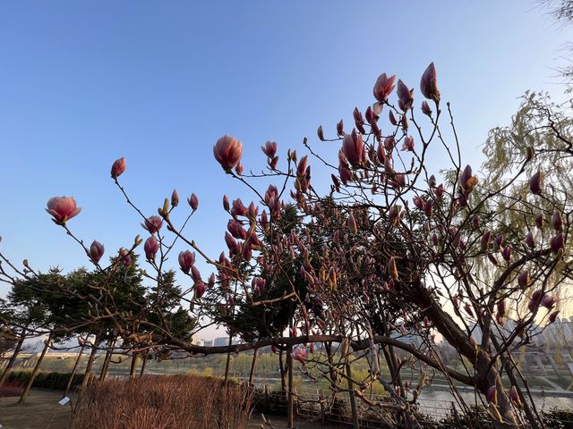 봄꽃 맛집 선유도공원
