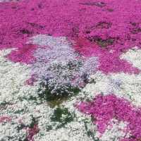 산청군 생초조각공원 꽃잔디축제🌼🌸🌺