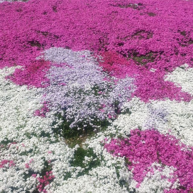 산청군 생초조각공원 꽃잔디축제🌼🌸🌺
