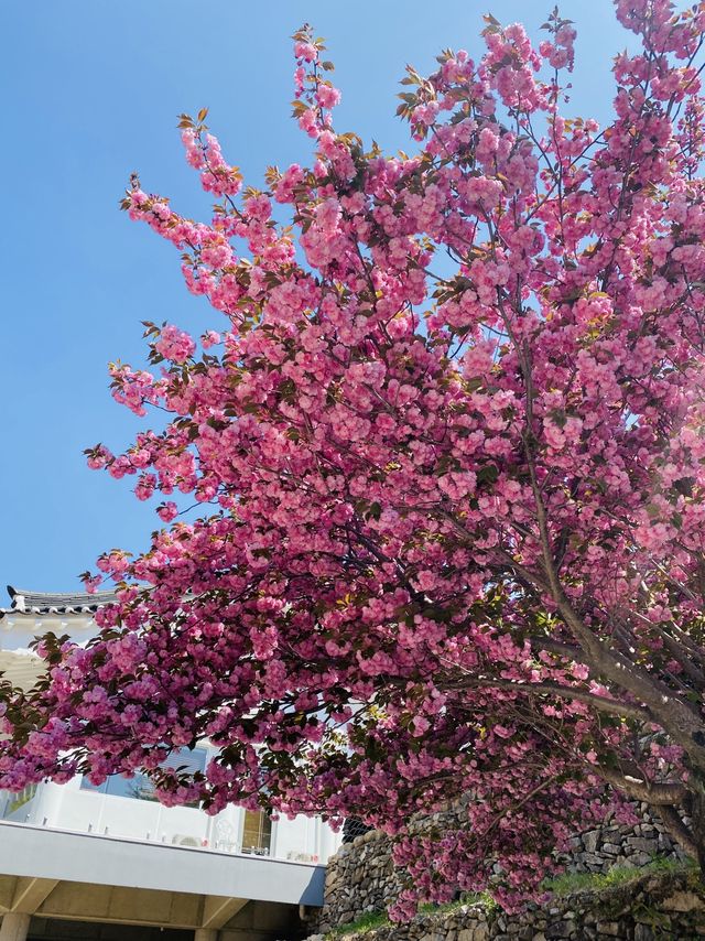 몽글몽글 겹벚꽃 명소는 바로 여기🌸💗