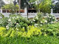 Lush palm trees and manicured gardens