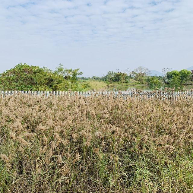 濕地公園 濕地公園