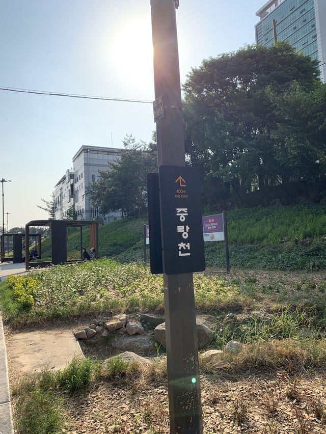 중랑천, 서울장미축제🌹