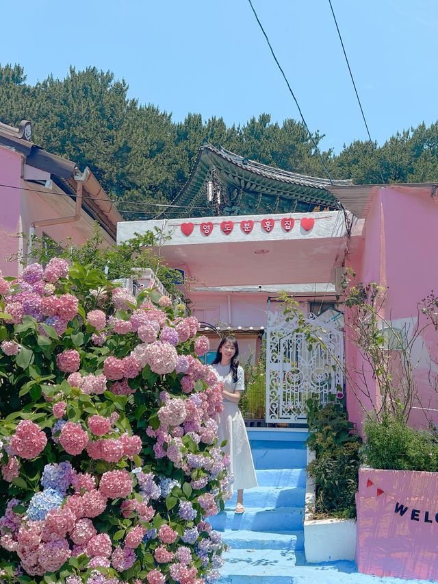 영도 분홍집 수국이 만개 했어요 💕🌿